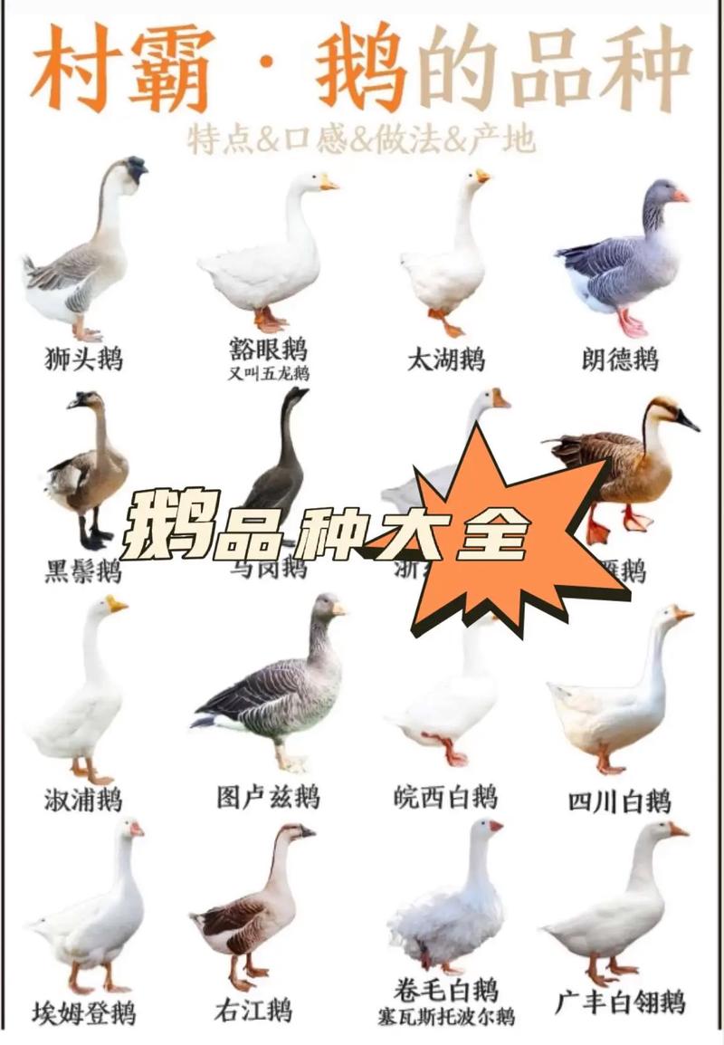 鹅有哪些品种？生产性能如何？-第1张图片-宁夏农业信息网