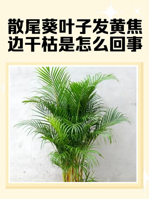 散尾葵病害多？防治方法有哪些？-第1张图片-宁夏农业信息网