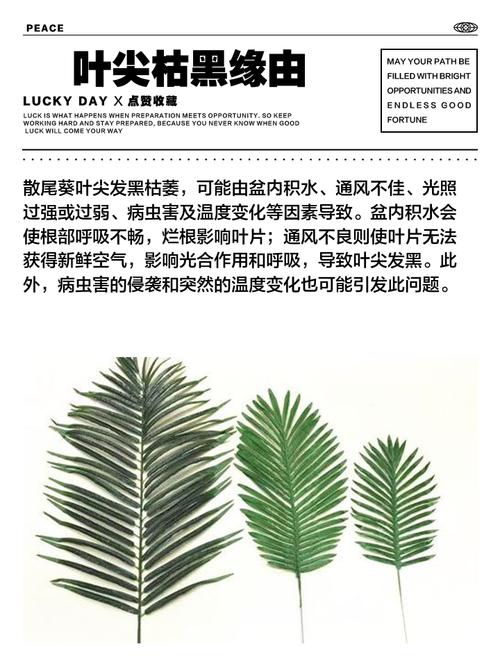 散尾葵病害多？防治方法有哪些？-第3张图片-宁夏农业信息网