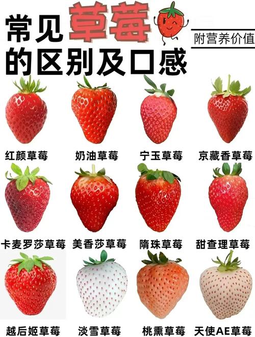 草莓一年结果几次？品种差异大吗？-第2张图片-宁夏农业信息网