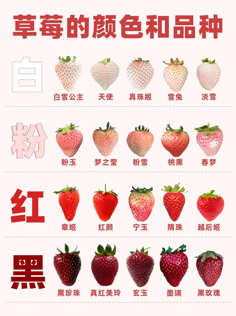 草莓一年结果几次？品种差异大吗？-第1张图片-宁夏农业信息网