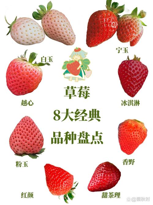 草莓一年结果几次？品种差异大吗？-第3张图片-宁夏农业信息网