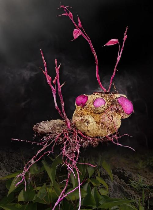 圆形山药是什么品种？-第1张图片-宁夏农业信息网