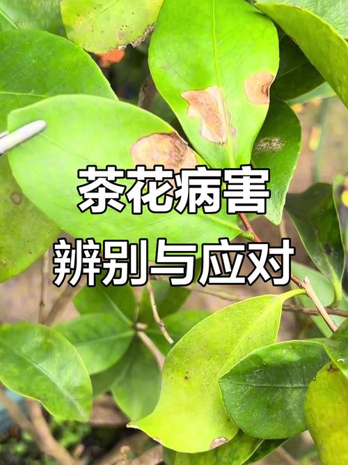 茶花常见虫害有哪些?如何有效治疗?-第1张图片-宁夏农业信息网 茶花常见虫害有哪些?如何有效治疗?-第1张图片-宁夏农业信息网