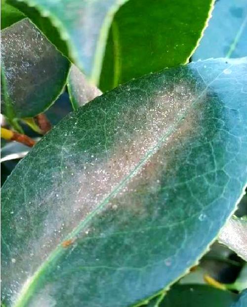 茶花常见虫害有哪些？如何有效治疗？-第2张图片-宁夏农业信息网