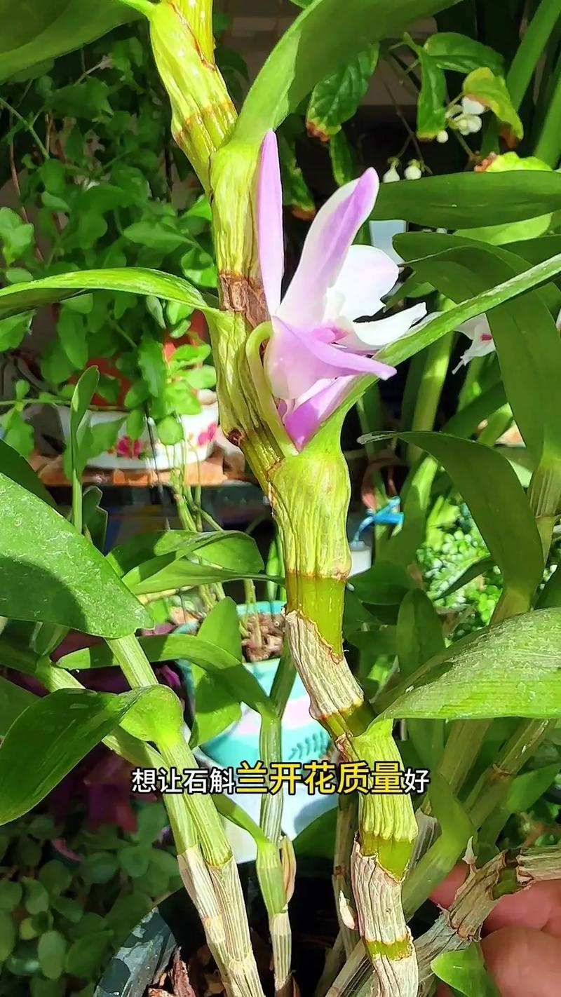 家庭如何养殖食用石斛？-第2张图片-宁夏农业信息网
