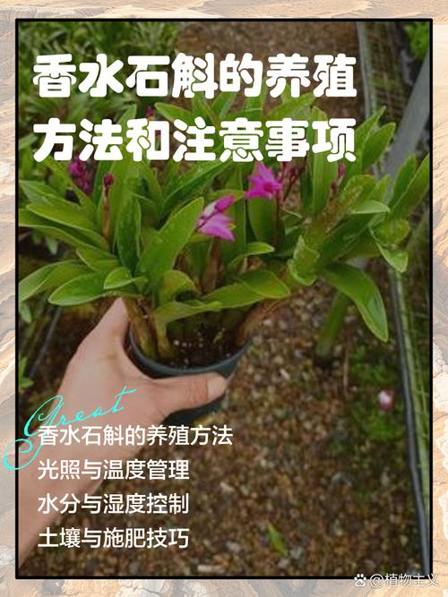 家庭如何养殖食用石斛？-第1张图片-宁夏农业信息网