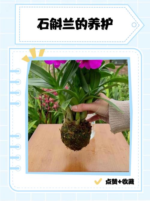 家庭如何养殖食用石斛？-第3张图片-宁夏农业信息网