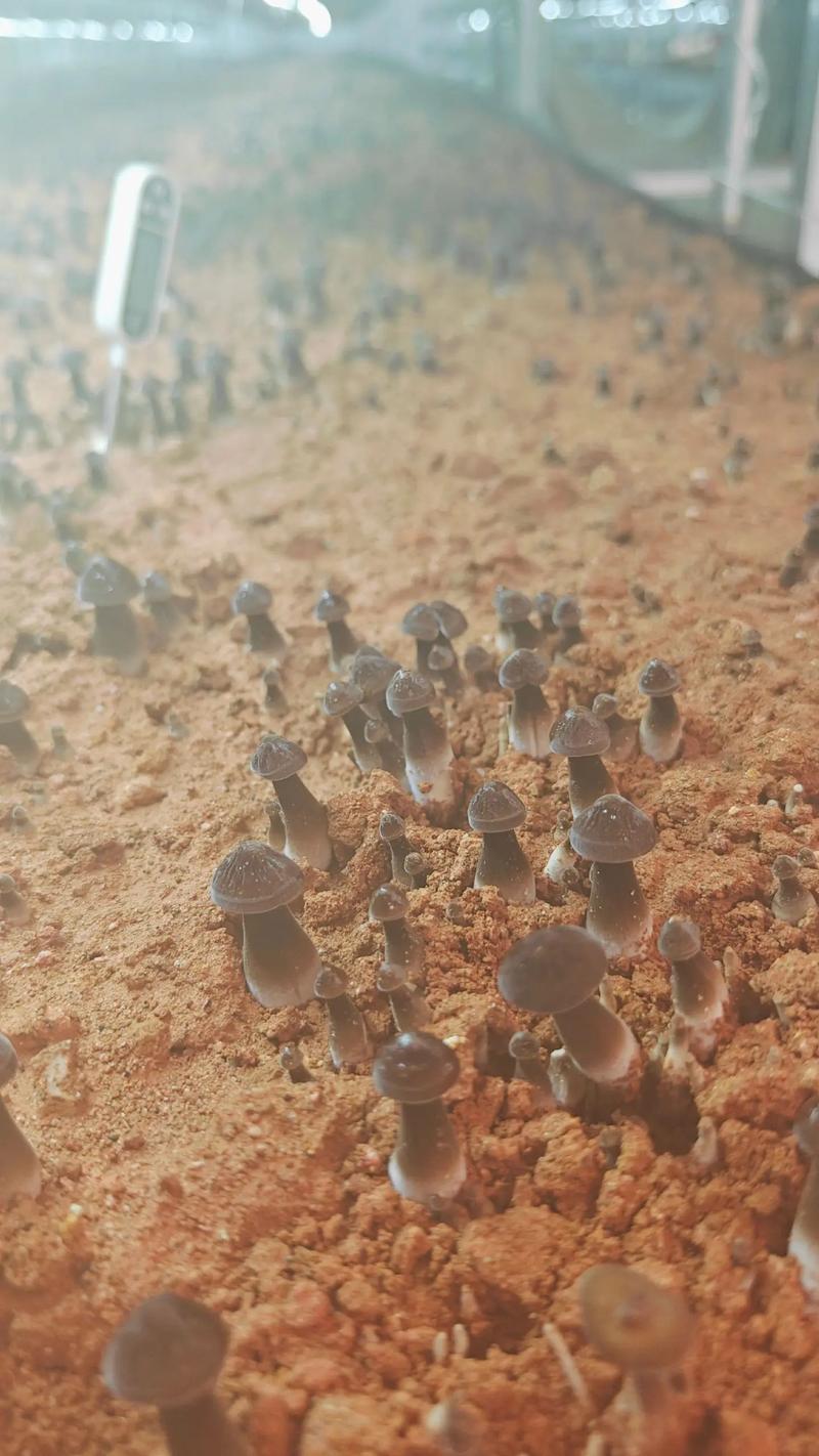 各种蘑菇种植方法视频，怎么学？-第1张图片-宁夏农业信息网