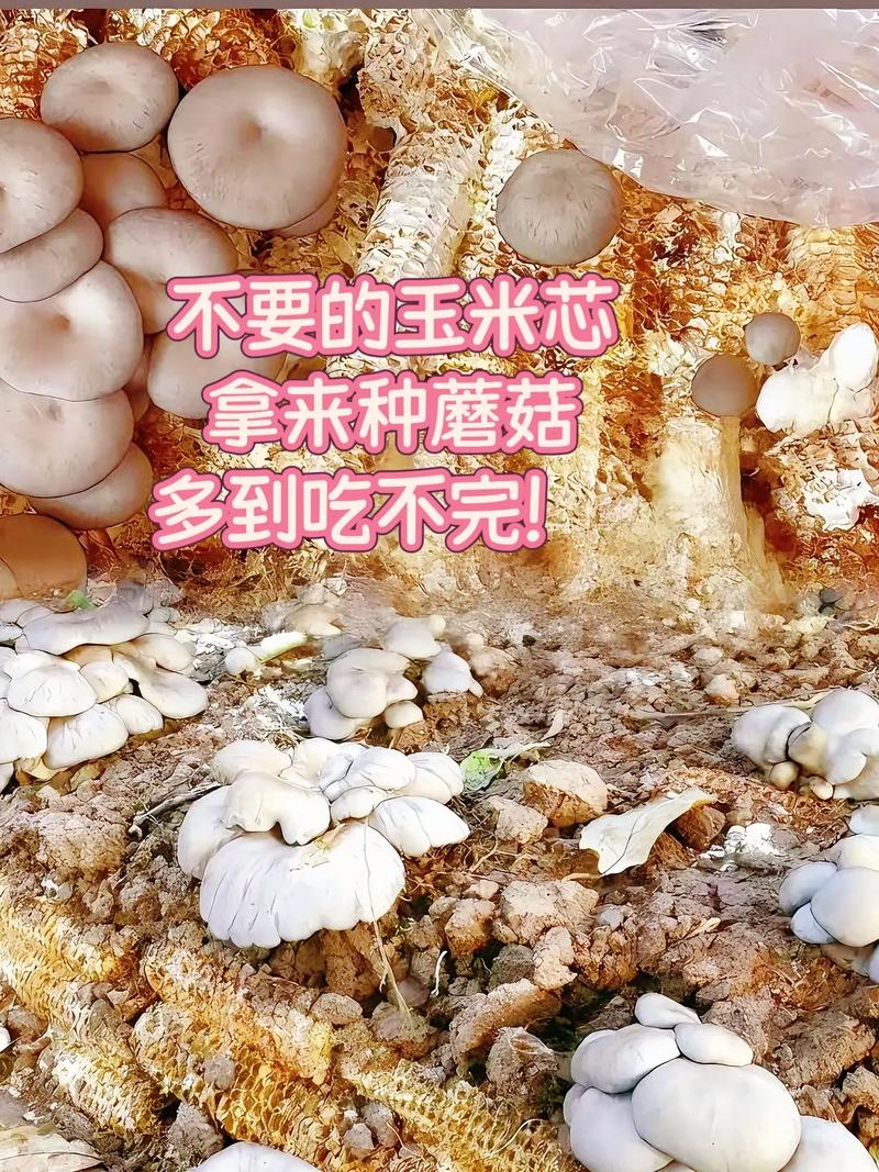 各种蘑菇种植方法视频，怎么学？-第3张图片-宁夏农业信息网