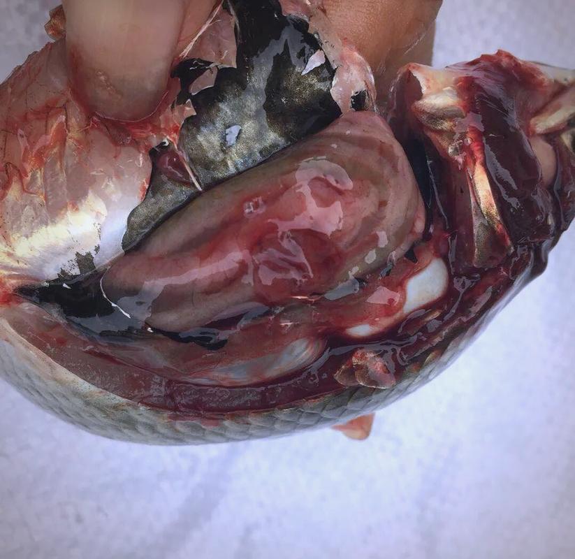 鲫鱼大红鳃怎么治？-第1张图片-宁夏农业信息网