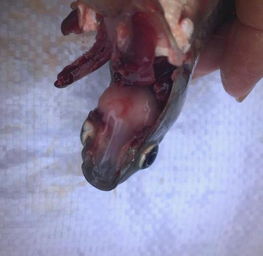 鲫鱼大红鳃怎么治？-第2张图片-宁夏农业信息网