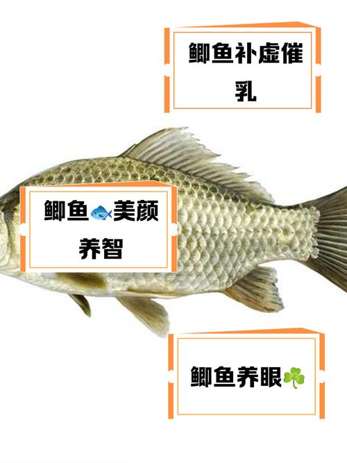 鲫鱼大红鳃怎么治？-第3张图片-宁夏农业信息网