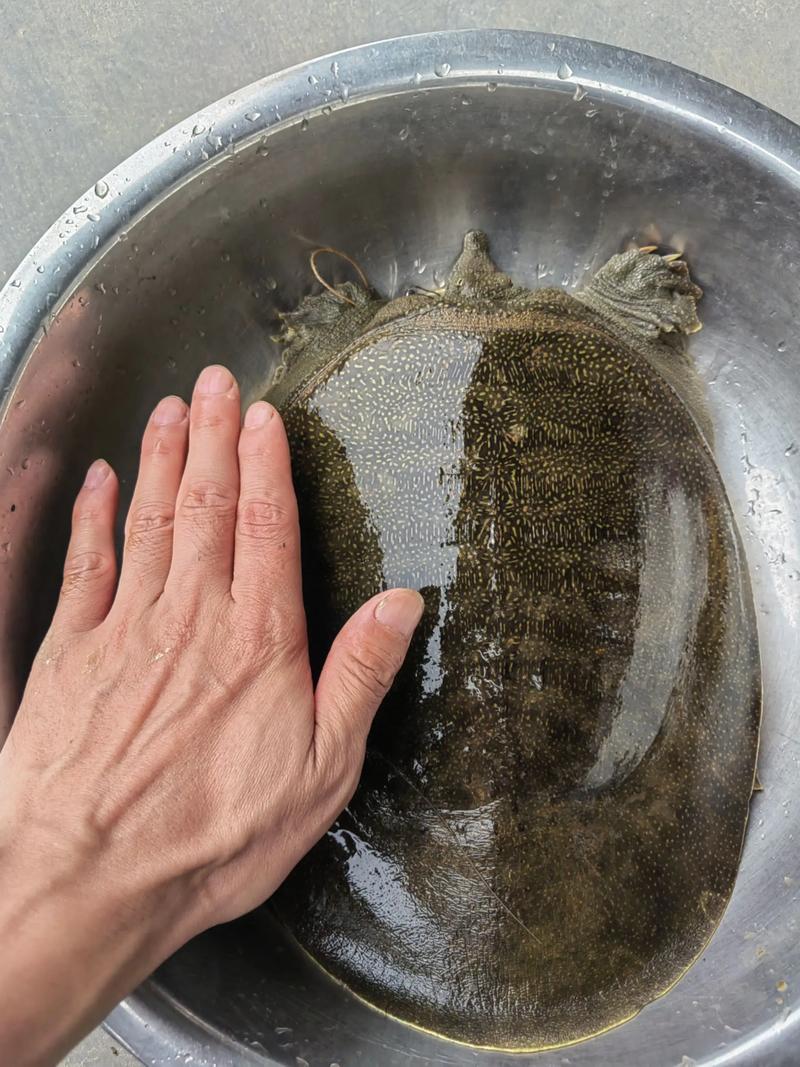 苍南水产市场野生甲鱼从哪来？-第1张图片-宁夏农业信息网