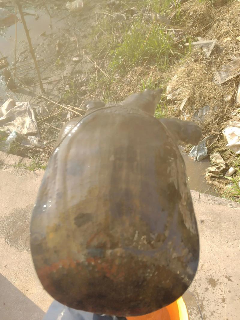 苍南水产市场野生甲鱼从哪来？-第3张图片-宁夏农业信息网