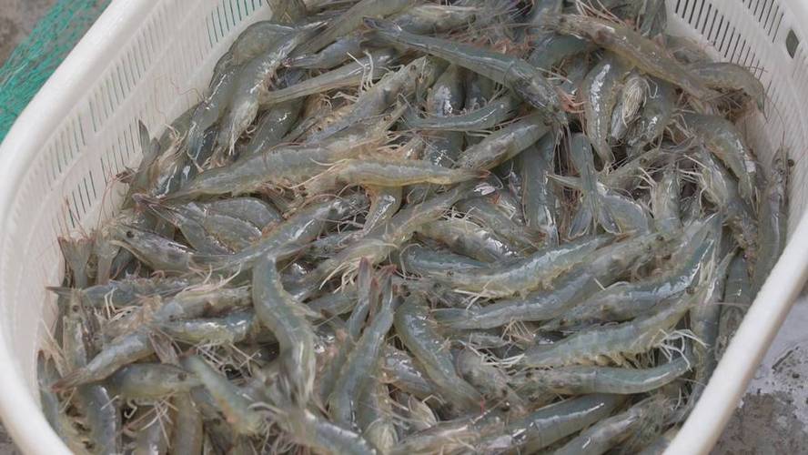 南美对虾养殖项目效益如何？-第1张图片-宁夏农业信息网