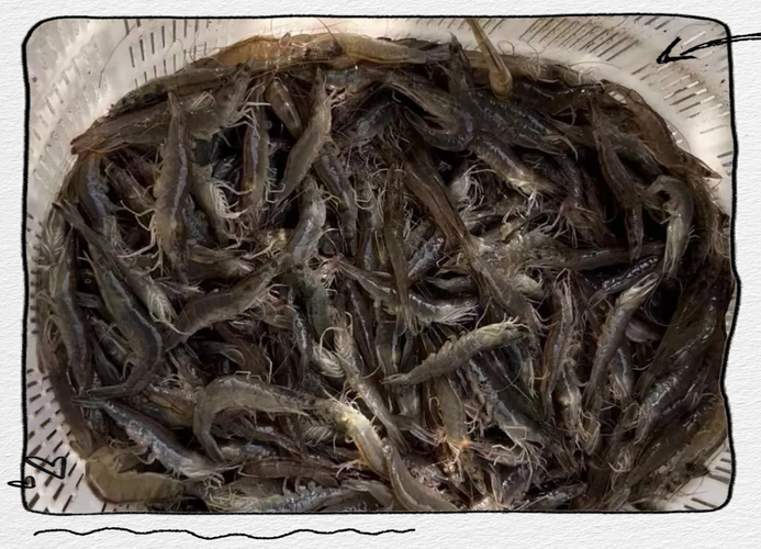 南美对虾养殖项目效益如何？-第2张图片-宁夏农业信息网