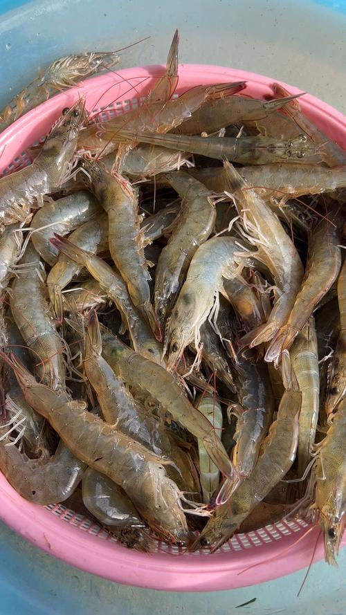 南美对虾养殖项目效益如何？-第3张图片-宁夏农业信息网