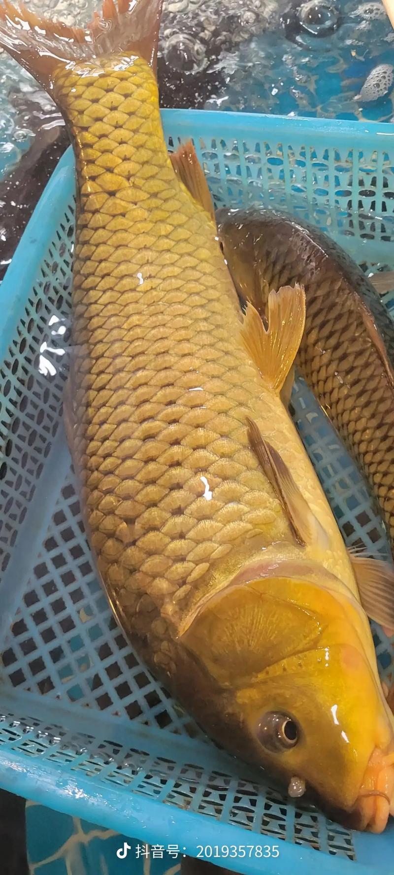 湖北黄石鲤鱼批发价多少钱一斤？-第1张图片-宁夏农业信息网