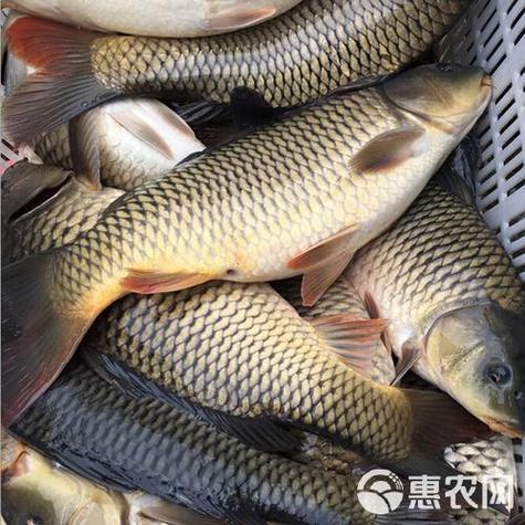 湖北黄石鲤鱼批发价多少钱一斤？-第2张图片-宁夏农业信息网
