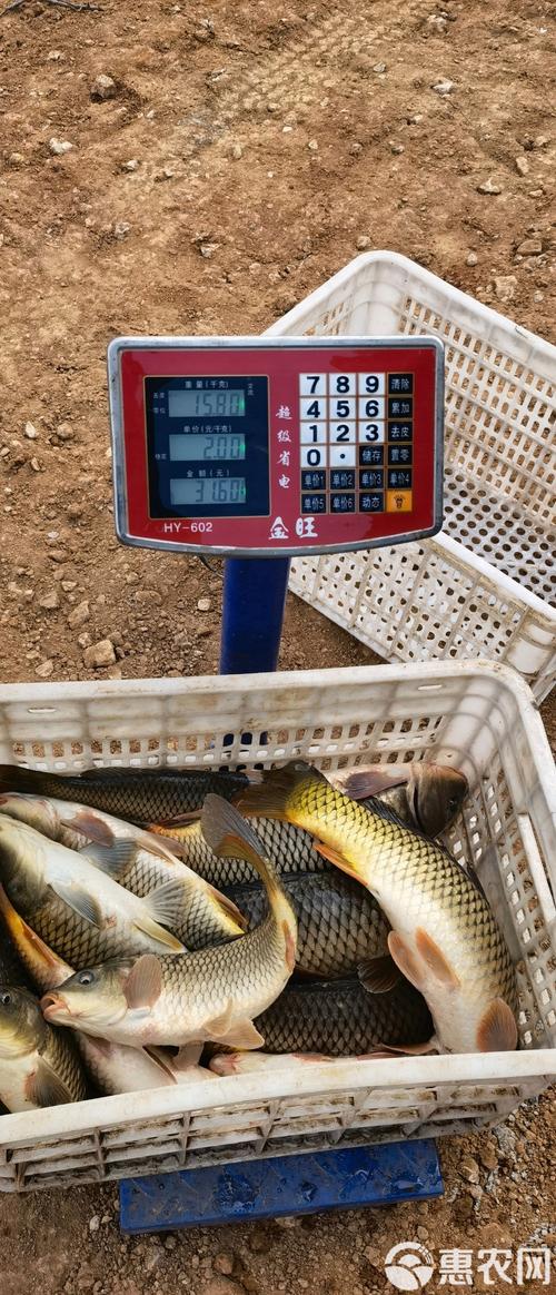 湖北黄石鲤鱼批发价多少钱一斤？-第3张图片-宁夏农业信息网