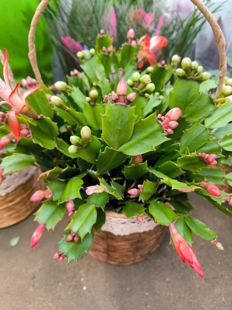 大花蟹爪兰有哪些热门品种？-第1张图片-宁夏农业信息网