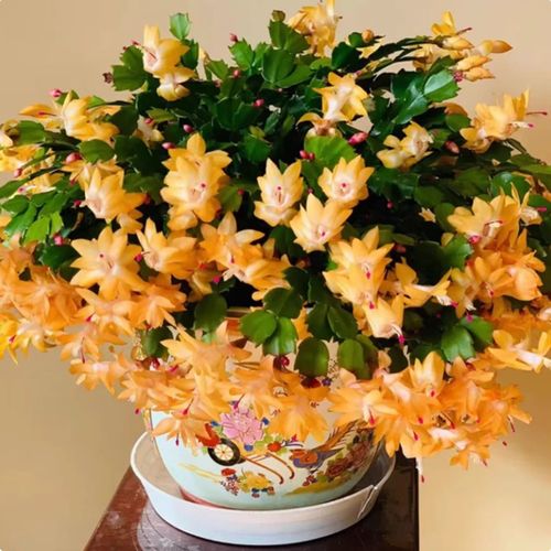 大花蟹爪兰有哪些热门品种？-第2张图片-宁夏农业信息网