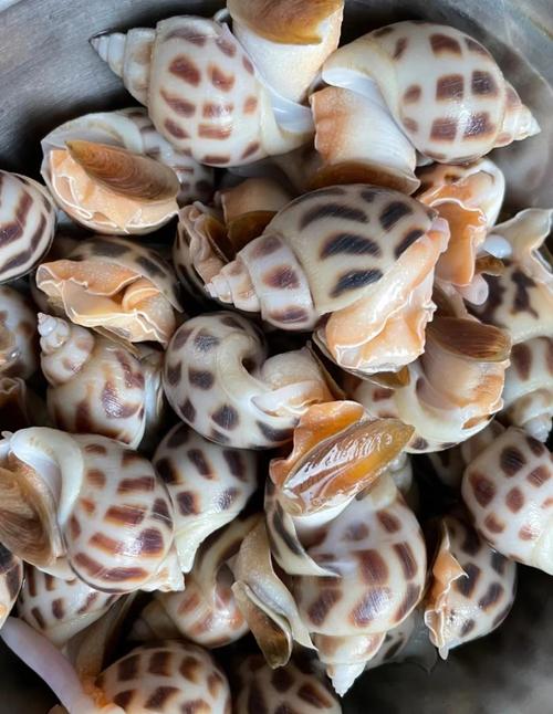 花螺品种有哪些？-第2张图片-宁夏农业信息网