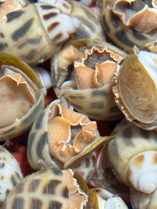 花螺品种有哪些？-第3张图片-宁夏农业信息网