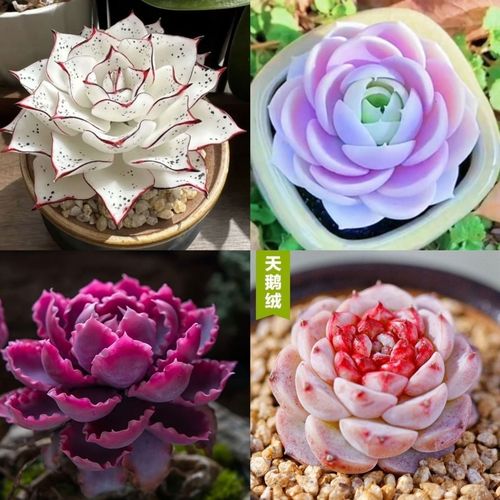 特玉莲多肉是什么品种？-第1张图片-宁夏农业信息网