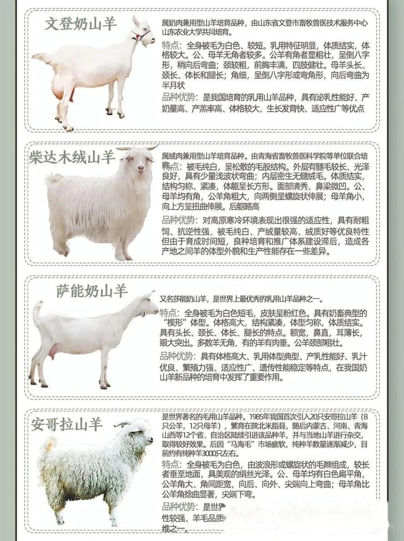 羊的品种有多少？附图片吗？-第1张图片-宁夏农业信息网