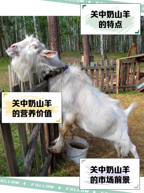 羊的品种有多少？附图片吗？-第2张图片-宁夏农业信息网