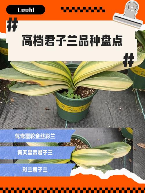 你最喜欢哪种君子兰品种？-第1张图片-宁夏农业信息网