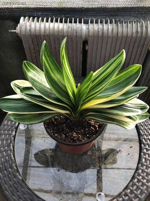 你最喜欢哪种君子兰品种？-第2张图片-宁夏农业信息网