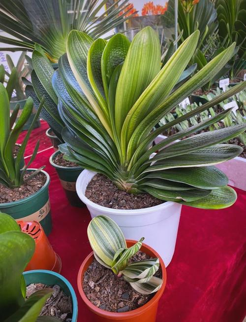 你最喜欢哪种君子兰品种？-第3张图片-宁夏农业信息网