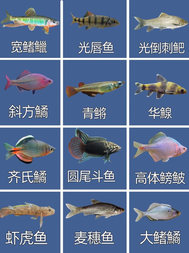 淡水鱼哪种品种生长最快？-第1张图片-宁夏农业信息网