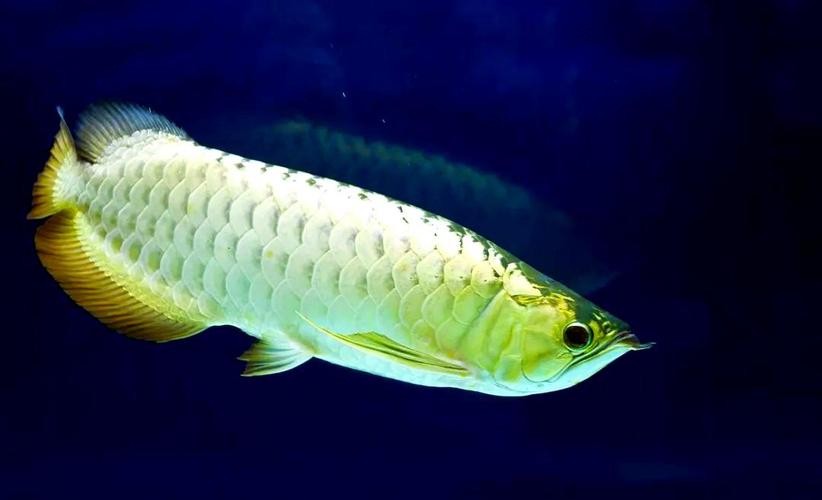 淡水鱼哪种品种生长最快？-第2张图片-宁夏农业信息网