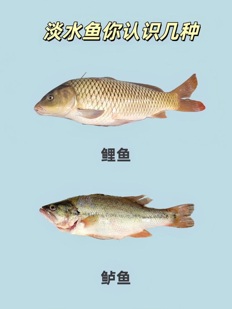 淡水鱼哪种品种生长最快？-第3张图片-宁夏农业信息网