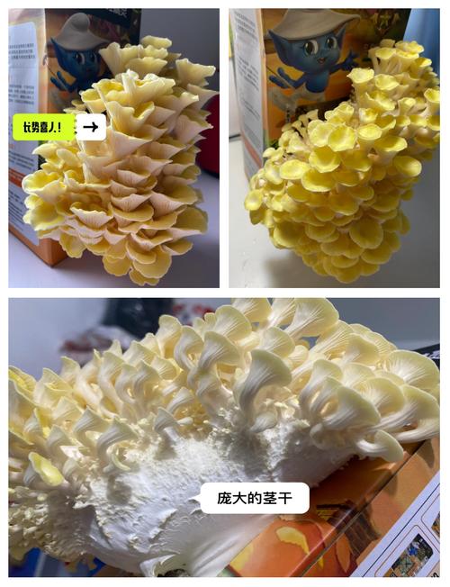 金针菇有哪些常见栽培品种？-第1张图片-宁夏农业信息网