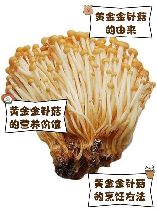 金针菇有哪些常见栽培品种？-第2张图片-宁夏农业信息网