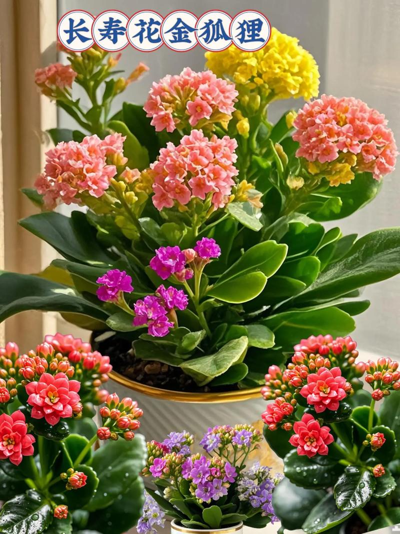 哪些养花品种经济价值最高？-第1张图片-宁夏农业信息网