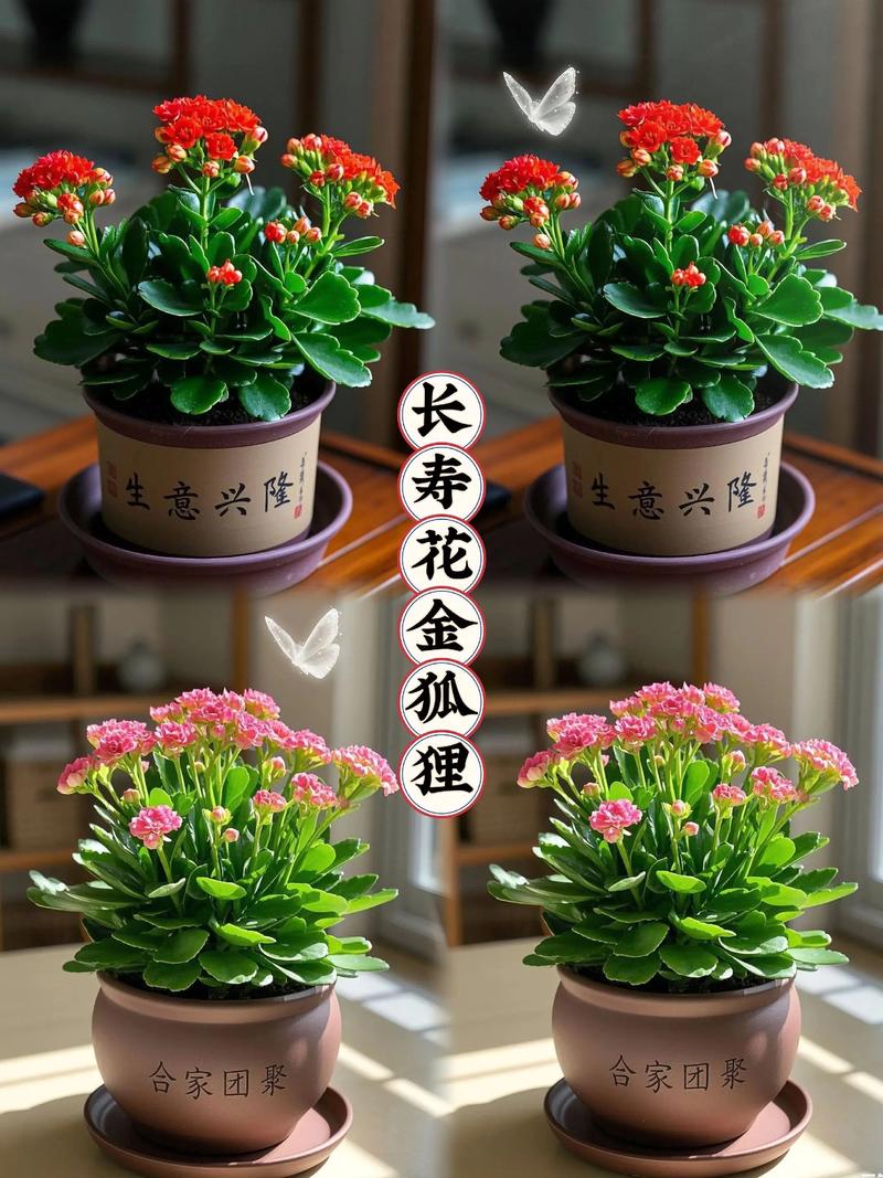 哪些养花品种经济价值最高？-第2张图片-宁夏农业信息网