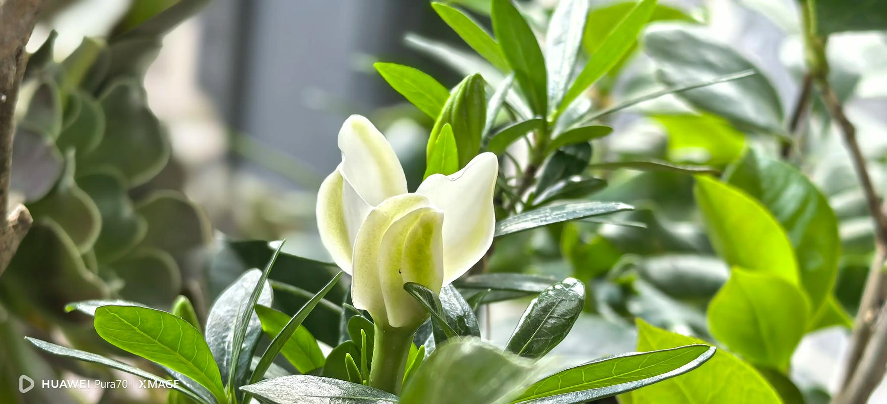 重瓣栀子花有哪些常见品种？-第2张图片-宁夏农业信息网