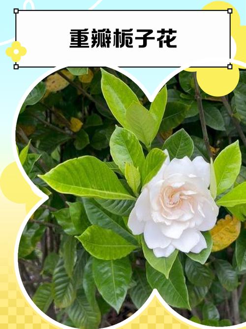 重瓣栀子花有哪些常见品种？-第3张图片-宁夏农业信息网