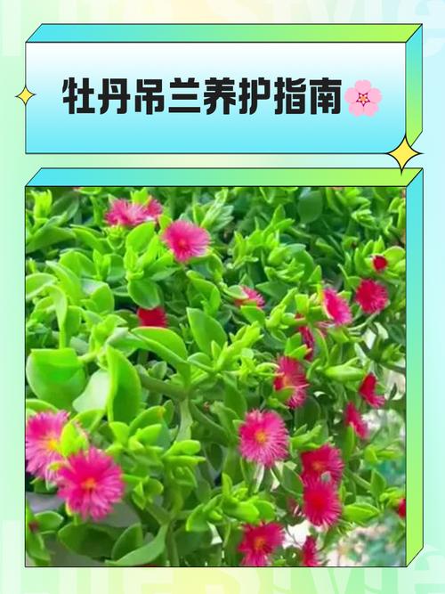 秋季牡丹吊兰怎么养才旺？-第1张图片-宁夏农业信息网