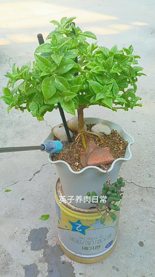 秋季牡丹吊兰怎么养才旺？-第2张图片-宁夏农业信息网