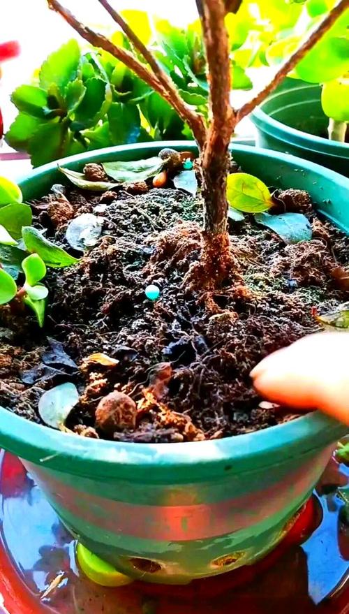 冬季植物如何养护？-第2张图片-宁夏农业信息网