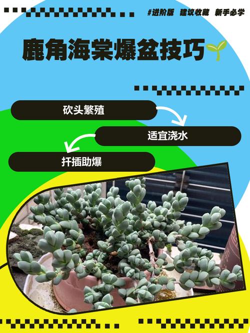 鹿角海棠怎么扦插？图解步骤在这里！-第1张图片-宁夏农业信息网