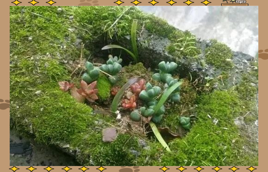 鹿角海棠怎么扦插？图解步骤在这里！-第2张图片-宁夏农业信息网