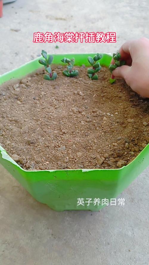 鹿角海棠怎么扦插？图解步骤在这里！-第3张图片-宁夏农业信息网